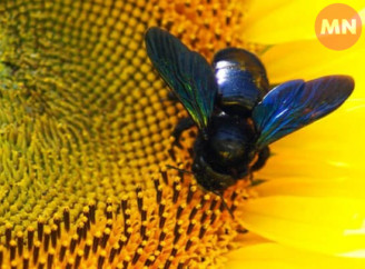 Бджола-тесляр: червонокнижна мешканка Чернігівщини