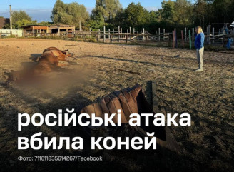 На Київщині під час обстрілу загинули 7 коней у кінному клубі