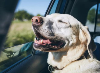До трьох років в'язниці за залишену в авто тварину у спеку