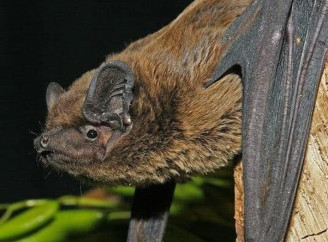 На Чернігівщині мешкає червонокнижний кажан