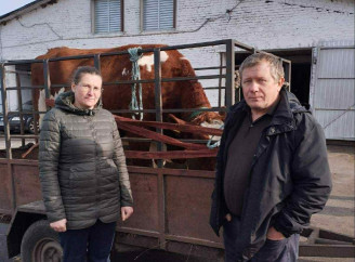 Багатодітним родинам Чернігівщини передали племінних корів у межах соціальної підтримки