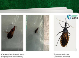 У Вінниці жінку вкусив сосновий клоп у магазині секонд-хенду