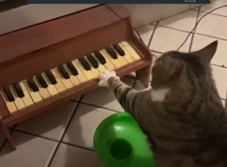 Кіт навчився грати на піаніно - Відео
