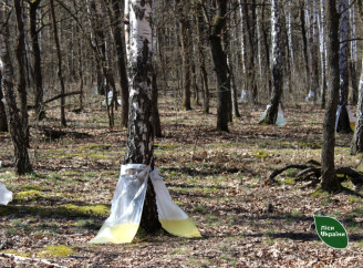 Зібрали понад 190 тонн: на Ніжинщині лісівники завершили заготівлю березового соку
