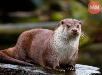 На Чернігівщині мешкає червонокнижна видра річкова: що відомо про рідкісну тварину