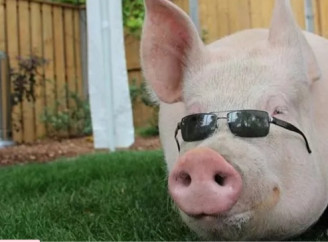 Отакої! Свиня вдерлася до гаража і випила запаси пива