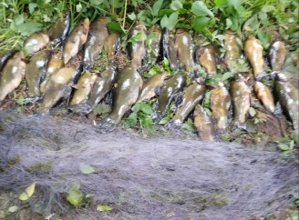 На Чернігівщині викрили браконьєра з рибою на понад 47 тисяч гривень