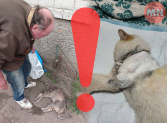 Труять та стріляють: у Ніжині жорстоко розправляються з безпритульними тваринами