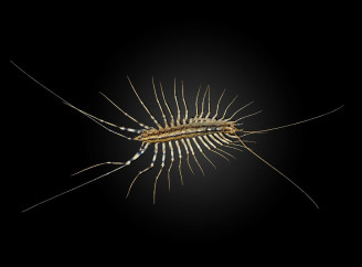 Домашня мухоловка: чому не варто боятися сороканіжки у власній оселі