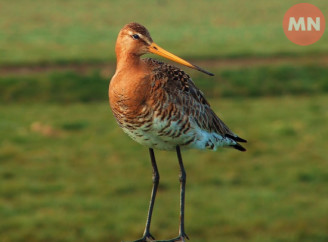 На Чернігівщині живуть червонокнижні грицики — хоробрі птахи з унікальною «піснею»