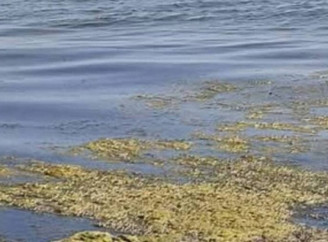 В Одесі зафіксували перевищення шкідливих речовин у морській воді