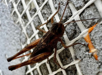 Нашестя сарани охопило 2 області України: що кажуть фахівці