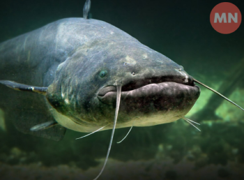 Гігант із глибин: хто насправді живе у водоймах Чернігівщини
