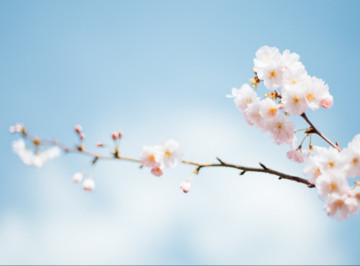 Весняний гід Ніжином: обираємо подарунки та корисну техніку до сезону