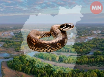 На Чернігівщині збільшилась кількість змії: про що варто пам'ятати при відвідуванні лісів