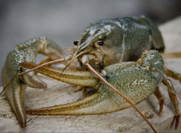 На Чернігівщині з 1 грудня забороняють лов раків: порушникам загрожують штрафи