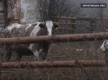Як виживають ферми на прикордонні Чернігівщини - Відео