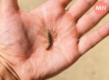 Домашня сороканіжка — малоприємний вигляд, але корисний «мисливець»: що варто знати про рідкісний для Чернігівщини вид