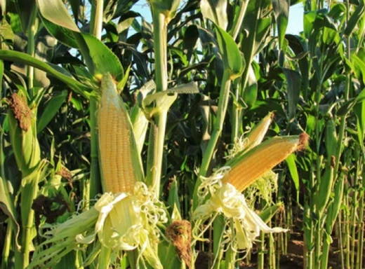 Майже 40% врожаю кукурудзи на Чернігівщині лишається в полях фото