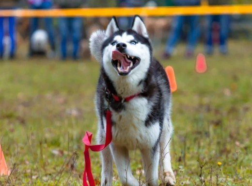 Як привчити собаку бігати разом з вами: прості поради фото