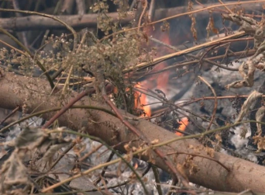 Спалювання сухої рослинності на Чернігівщині: штраф та альтернатива фото