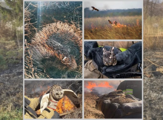 Жертви вогню людської недбалості: спалювання сухої трави, його вплив на маленьких польових мешканців фото