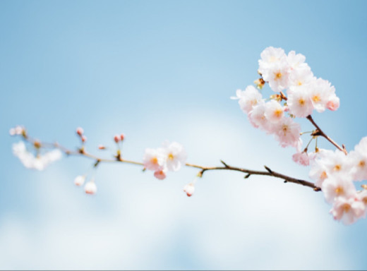 Весняний гід Ніжином: обираємо подарунки та корисну техніку до сезону фото