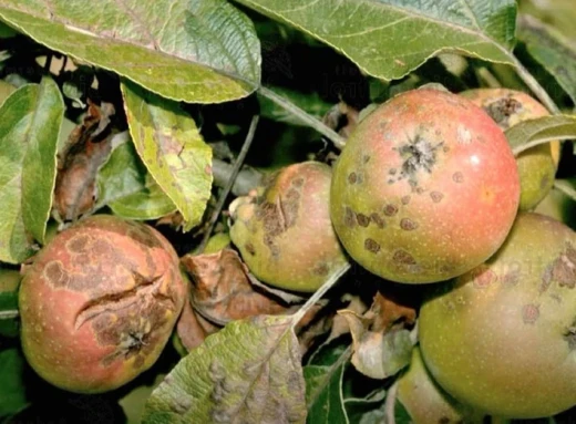 Як врятувати яблуню від іржі: дієві поради садівникам фото