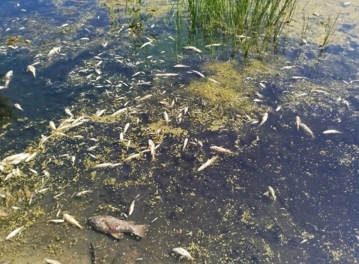 Екологи проаналізували воду з Сейму: чим забруднили річку фото