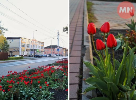 Квітень з характером: Ніжин квітне всупереч погоді фото