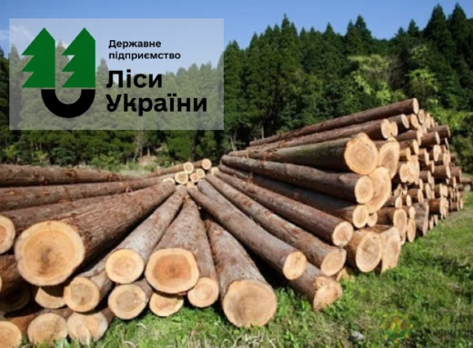ДП "Ліси України" закрили цехи переробки: яка ситуація на Чернігівщині фото
