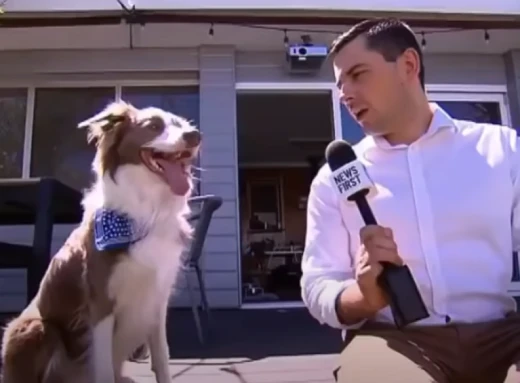 Собака залишив репортера без мікрофона (Курйозне відео) фото