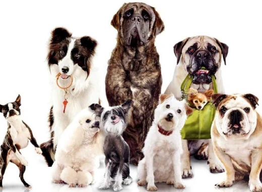 Найпопулярніші породи собак в Україні: які вони фото
