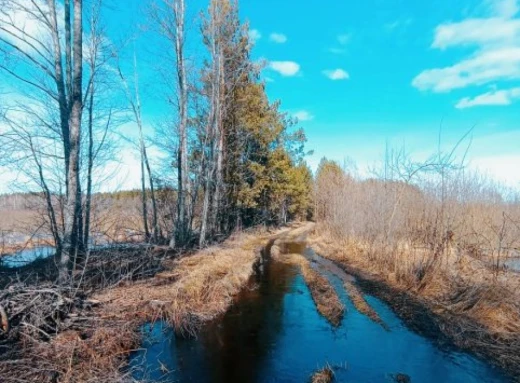 Тече вода: на Чернігівщині розлилися болота (Фото) фото