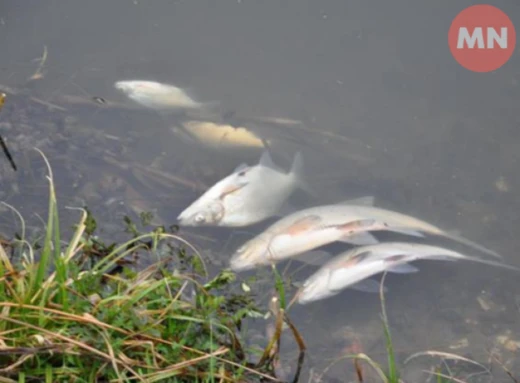 Стан води в Десні суттєво погіршується — Чернігівводоканал фото