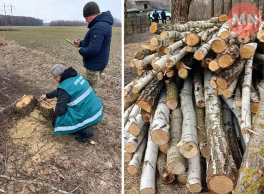 На Чернігівщині невідомі вирубали лісу на 290 тисяч гривень: подробиці фото