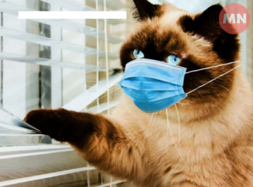 Ваш кіт захворів: на які тривожні ознаки варто звернути увагу фото
