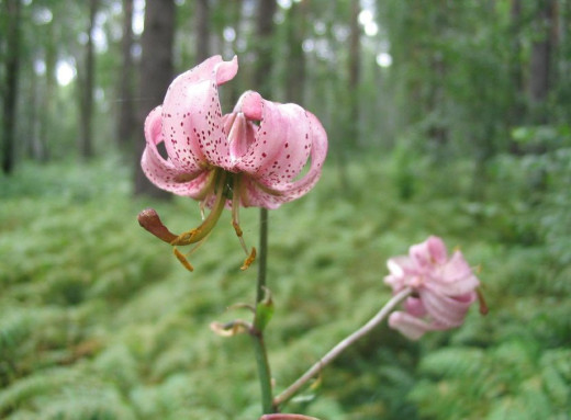 Лілія лісова на Чернігівщині: червонокнижний символ хоробрості й стійкості фото