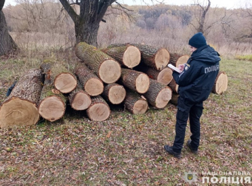 Причіп з деревиною, трактор та бензопила: на Чернігівщині невідомі випилювали дерева фото