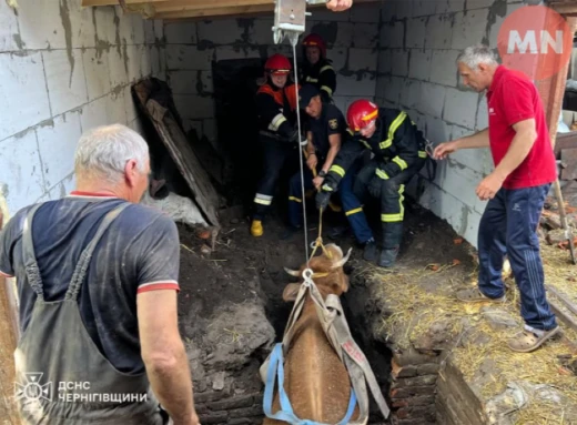 На Чернігівщині корова впала в глибоку яму на власному подвір’ї: як її рятували фото