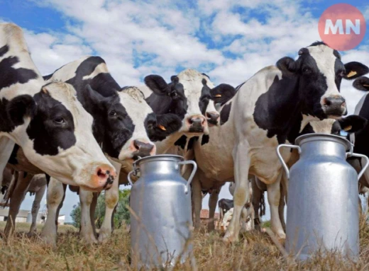 Чернігівщина серед лідерів за кількістю корів та молока в Україні фото
