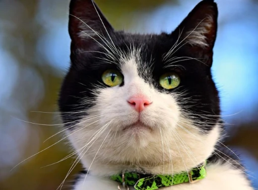 Користувачів YouTube підкорив милий кіт-листоноша - курйозне відео фото