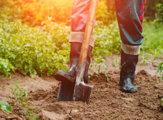 Копати чи не копати: як покращити якість ґрунту восени фото