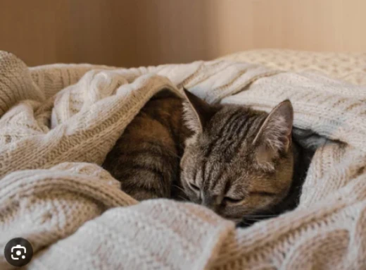 Кіт любить жувати шерстяну ковдру: чи небезпечне це “захоплення”? фото