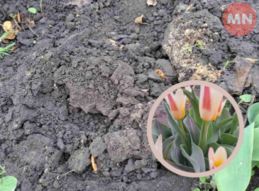 У Ніжині вандали викопали тюльпани у сквері Кониського фото