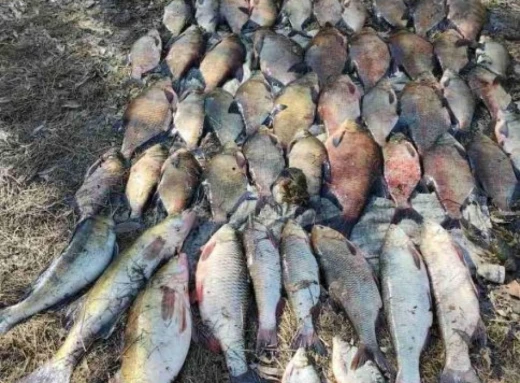 На Чернігівщині чоловік наловив риби на 100 тисяч  фото
