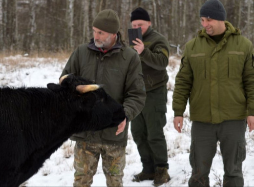 У Чорнобильському заповіднику "здичавілі корови" успішно пережили зиму — науковці фото