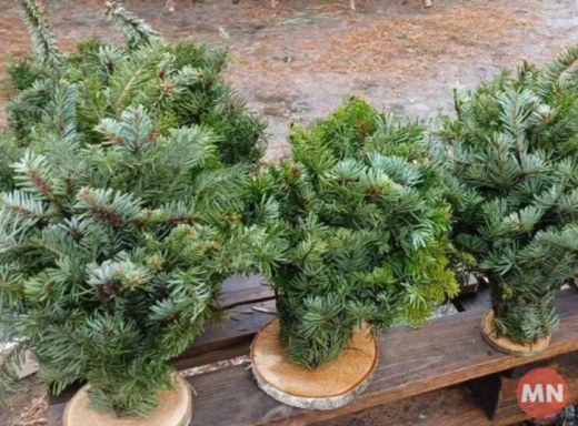 У Ніжині дозволили сезонний продаж ялинок: де можна буде придбати фото