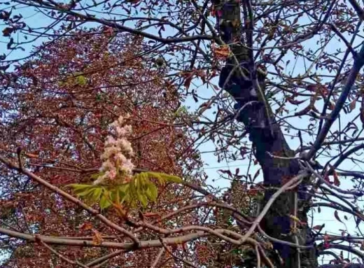 Осінь 2023: у Ніжині цвітуть каштани (Фотофакт) фото