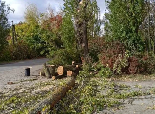 У Ніжині негода повалила дерева (Фото) фото